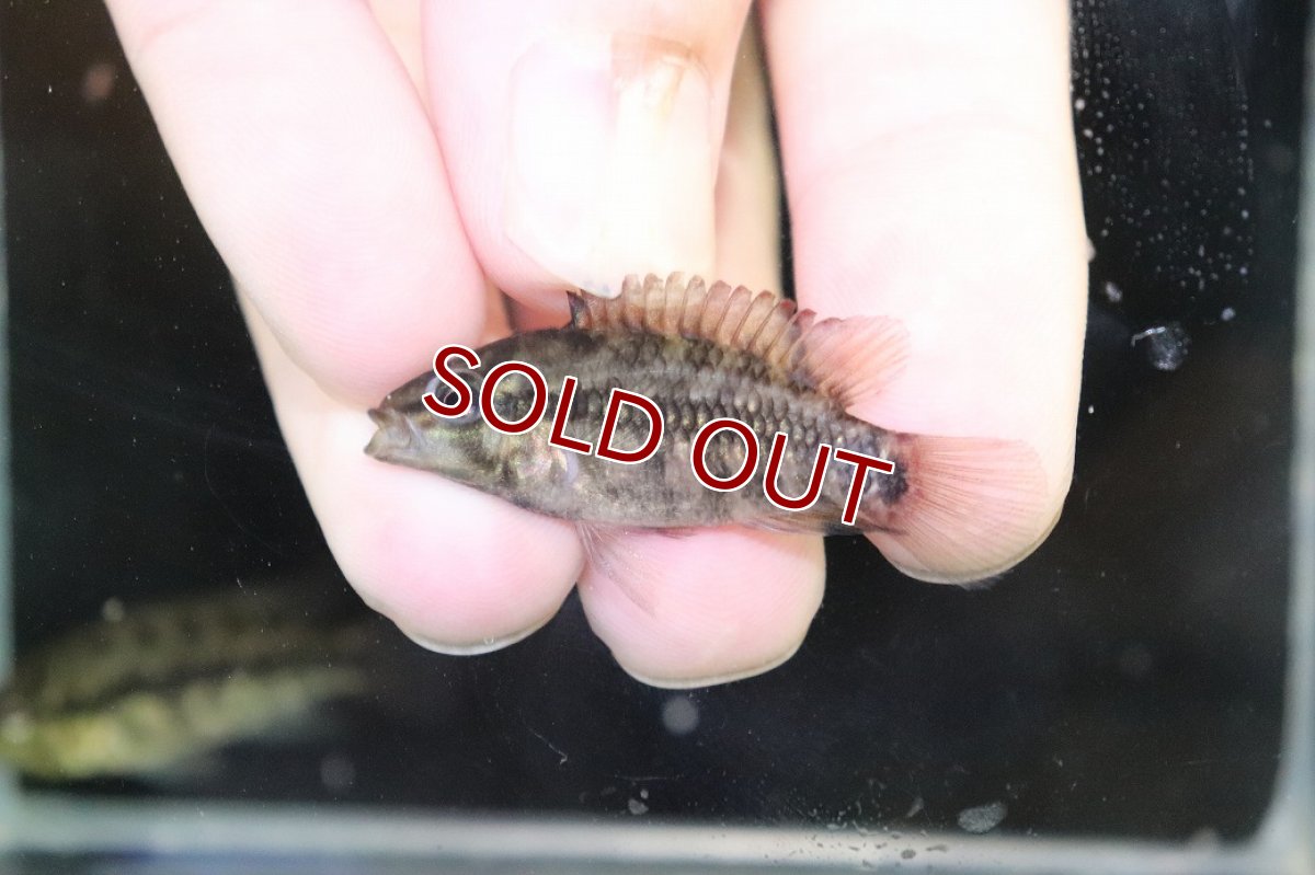 画像4: 【淡水魚】【通販】No3 アピストグラマ グランデリーギガス【１ペア 個体販売】(アピストグラマ)(生体)(熱帯魚)NKAP (4)