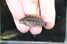 画像4: 【淡水魚】【通販】No3 アピストグラマ グランデリーギガス【１ペア 個体販売】(アピストグラマ)(生体)(熱帯魚)NKAP (4)