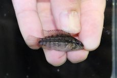 画像1: 【淡水魚】【通販】No4 アピストグラマ グランデリーギガス【１ペア 個体販売】(アピストグラマ)(生体)(熱帯魚)NKAP (1)