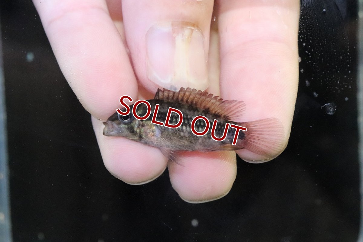 画像2: 【淡水魚】【通販】No4 アピストグラマ グランデリーギガス【１ペア 個体販売】(アピストグラマ)(生体)(熱帯魚)NKAP (2)