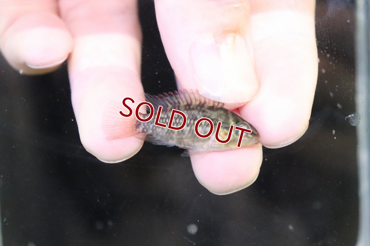 画像3: 【淡水魚】【通販】No4 アピストグラマ グランデリーギガス【１ペア 個体販売】(アピストグラマ)(生体)(熱帯魚)NKAP (3)