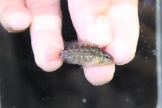 画像3: 【淡水魚】【通販】No4 アピストグラマ グランデリーギガス【１ペア 個体販売】(アピストグラマ)(生体)(熱帯魚)NKAP (3)