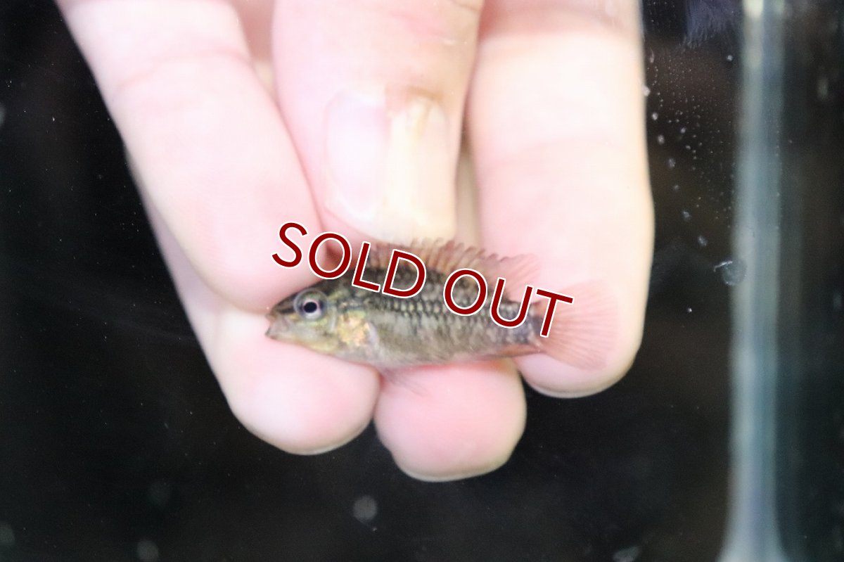 画像4: 【淡水魚】【通販】No4 アピストグラマ グランデリーギガス【１ペア 個体販売】(アピストグラマ)(生体)(熱帯魚)NKAP (4)