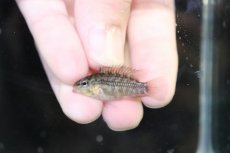 画像4: 【淡水魚】【通販】No4 アピストグラマ グランデリーギガス【１ペア 個体販売】(アピストグラマ)(生体)(熱帯魚)NKAP (4)