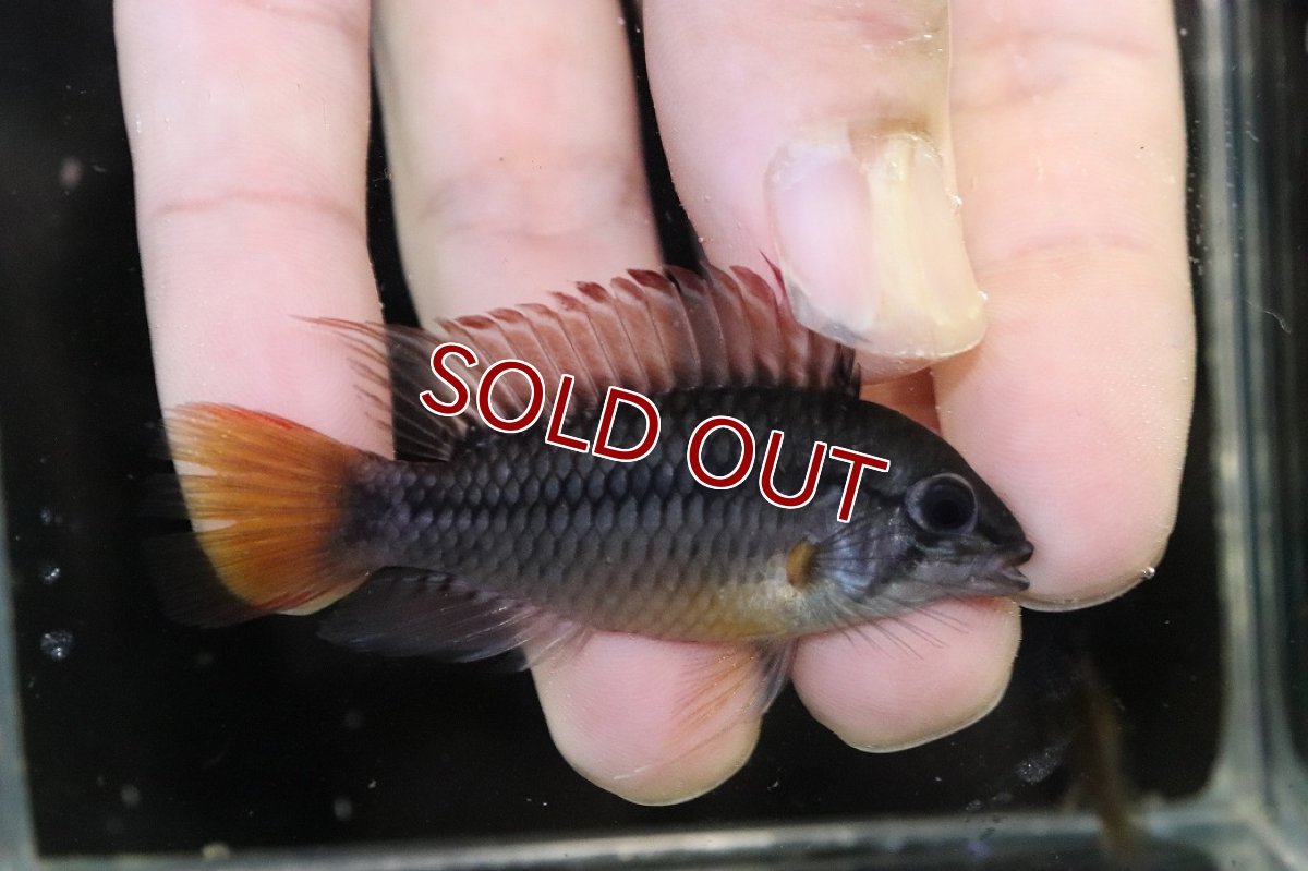 画像1: 【サマーセール10%OFFクーポン番号（10）対象商品 】【淡水魚】【通販】No1 アピストグラマ ヴィエジタ リアル プエルトガイタン【１ペア 個体販売】(アピストグラマ)(生体)(熱帯魚)NKAP (1)