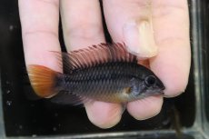 画像1: 【淡水魚】【通販】No1 アピストグラマ ヴィエジタ リアル プエルトガイタン【１ペア 個体販売】(アピストグラマ)(生体)(熱帯魚)NKAP (1)