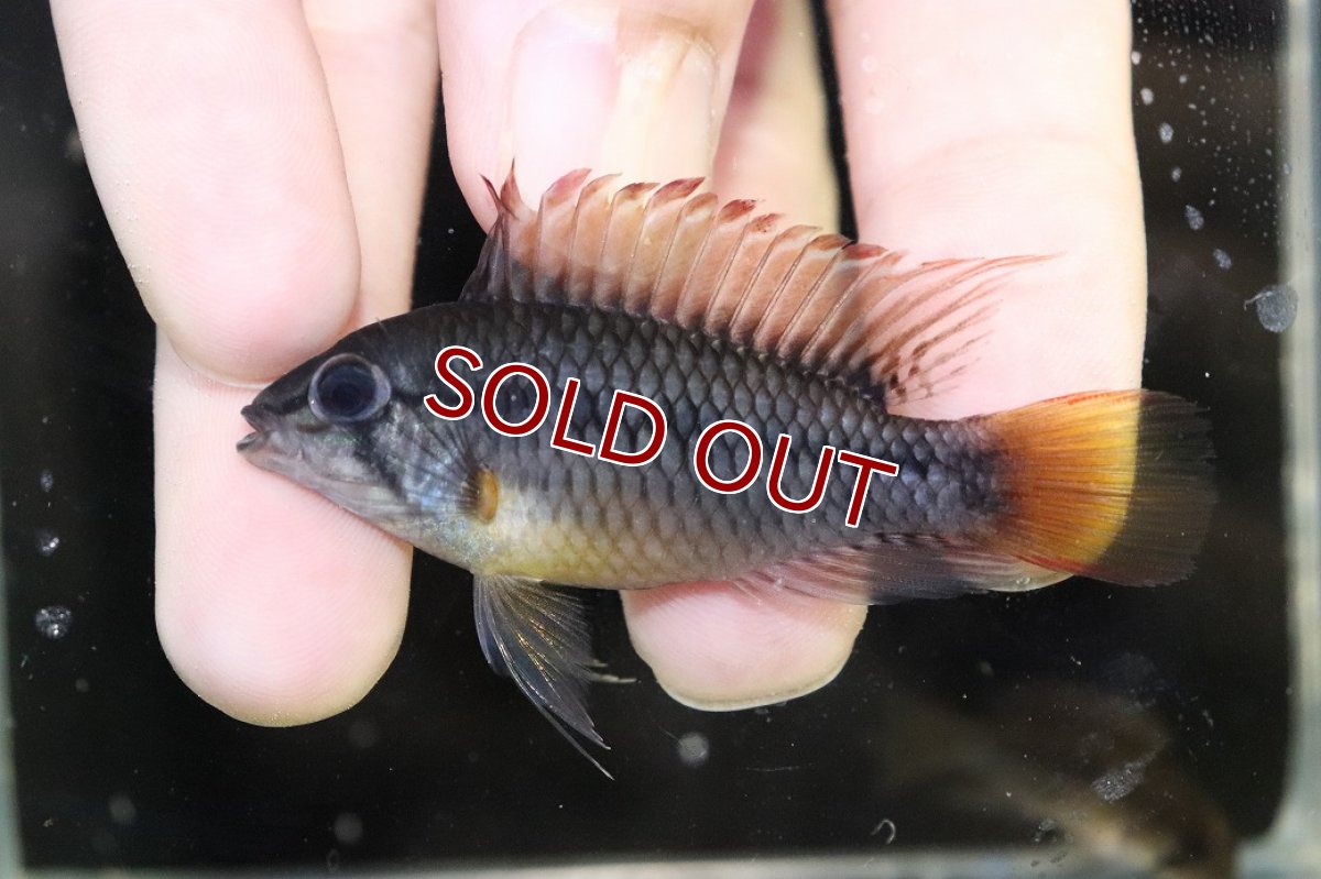 画像2: 【淡水魚】【通販】No1 アピストグラマ ヴィエジタ リアル プエルトガイタン【１ペア 個体販売】(アピストグラマ)(生体)(熱帯魚)NKAP (2)