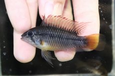 画像2: 【淡水魚】【通販】No1 アピストグラマ ヴィエジタ リアル プエルトガイタン【１ペア 個体販売】(アピストグラマ)(生体)(熱帯魚)NKAP (2)