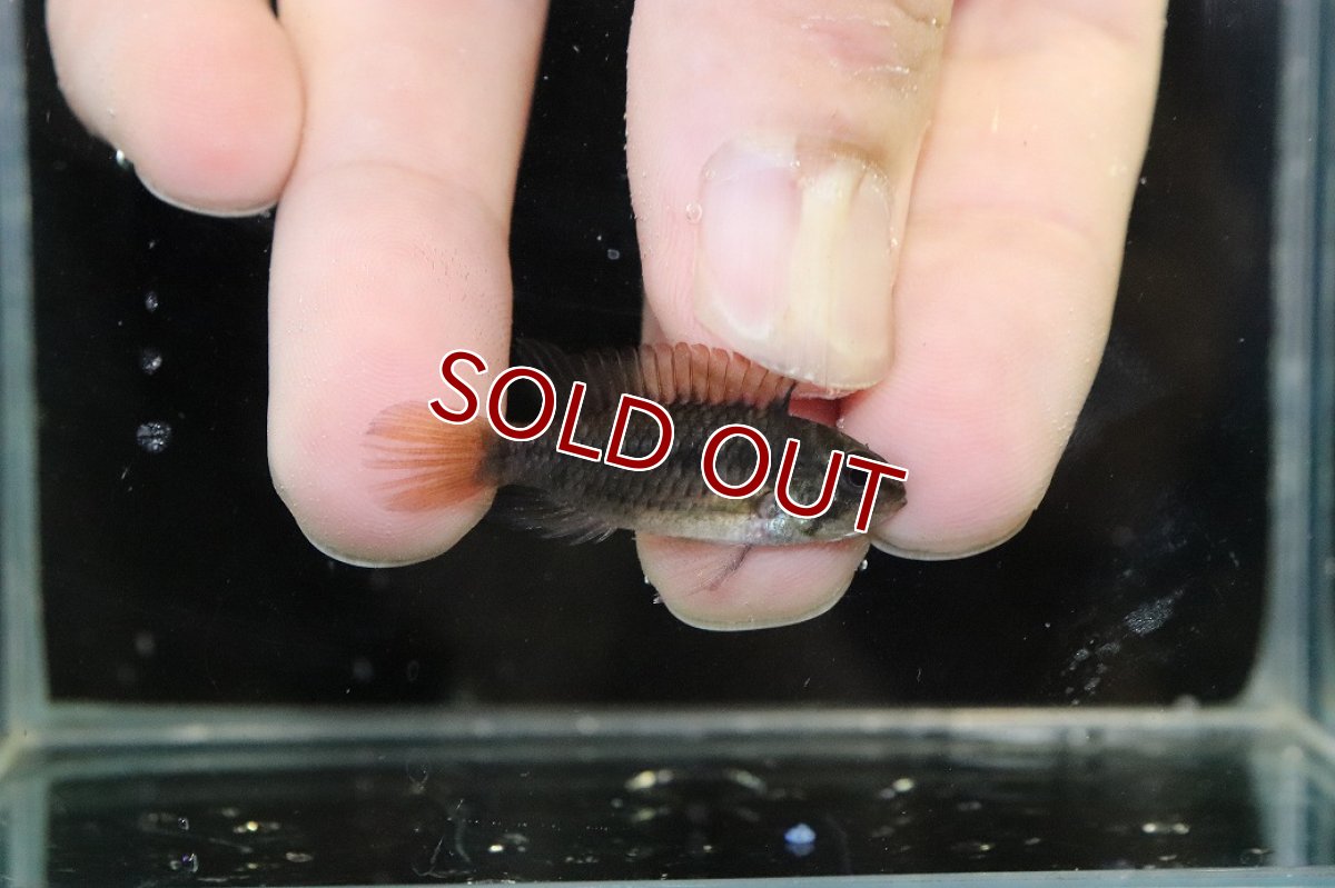 画像3: 【淡水魚】【通販】No1 アピストグラマ ヴィエジタ リアル プエルトガイタン【１ペア 個体販売】(アピストグラマ)(生体)(熱帯魚)NKAP (3)