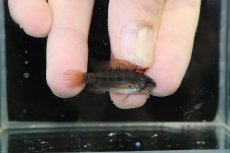 画像3: 【淡水魚】【通販】No1 アピストグラマ ヴィエジタ リアル プエルトガイタン【１ペア 個体販売】(アピストグラマ)(生体)(熱帯魚)NKAP (3)
