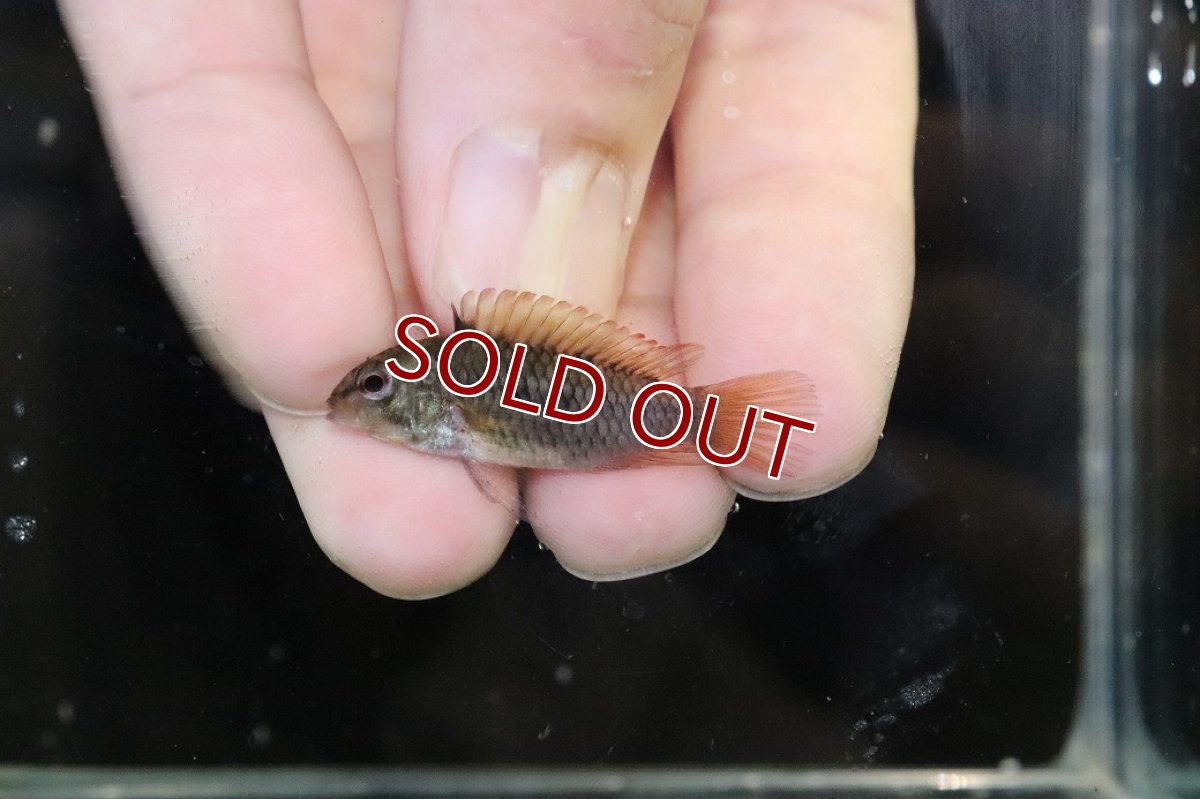 画像4: 【淡水魚】【通販】No1 アピストグラマ ヴィエジタ リアル プエルトガイタン【１ペア 個体販売】(アピストグラマ)(生体)(熱帯魚)NKAP (4)