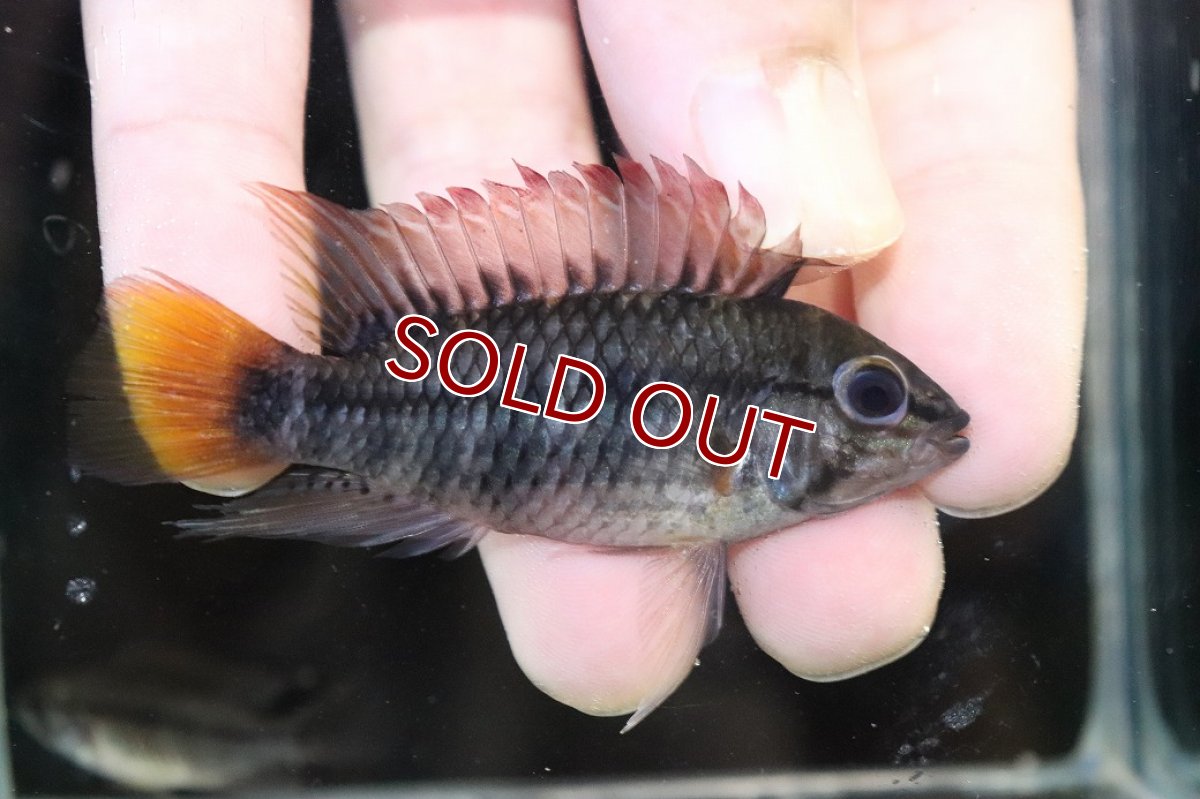 画像1: 【淡水魚】【通販】No2 アピストグラマ ヴィエジタ リアル プエルトガイタン【１ペア 個体販売】(アピストグラマ)(生体)(熱帯魚)NKAP (1)