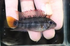 画像1: 【淡水魚】【通販】No2 アピストグラマ ヴィエジタ リアル プエルトガイタン【１ペア 個体販売】(アピストグラマ)(生体)(熱帯魚)NKAP (1)