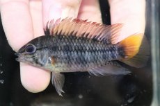 画像2: 【淡水魚】【通販】No2 アピストグラマ ヴィエジタ リアル プエルトガイタン【１ペア 個体販売】(アピストグラマ)(生体)(熱帯魚)NKAP (2)