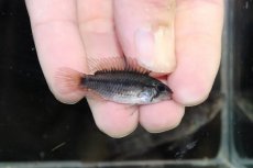 画像3: 【淡水魚】【通販】No2 アピストグラマ ヴィエジタ リアル プエルトガイタン【１ペア 個体販売】(アピストグラマ)(生体)(熱帯魚)NKAP (3)