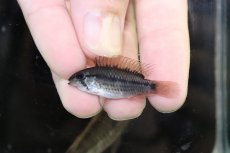 画像4: 【淡水魚】【通販】No2 アピストグラマ ヴィエジタ リアル プエルトガイタン【１ペア 個体販売】(アピストグラマ)(生体)(熱帯魚)NKAP (4)