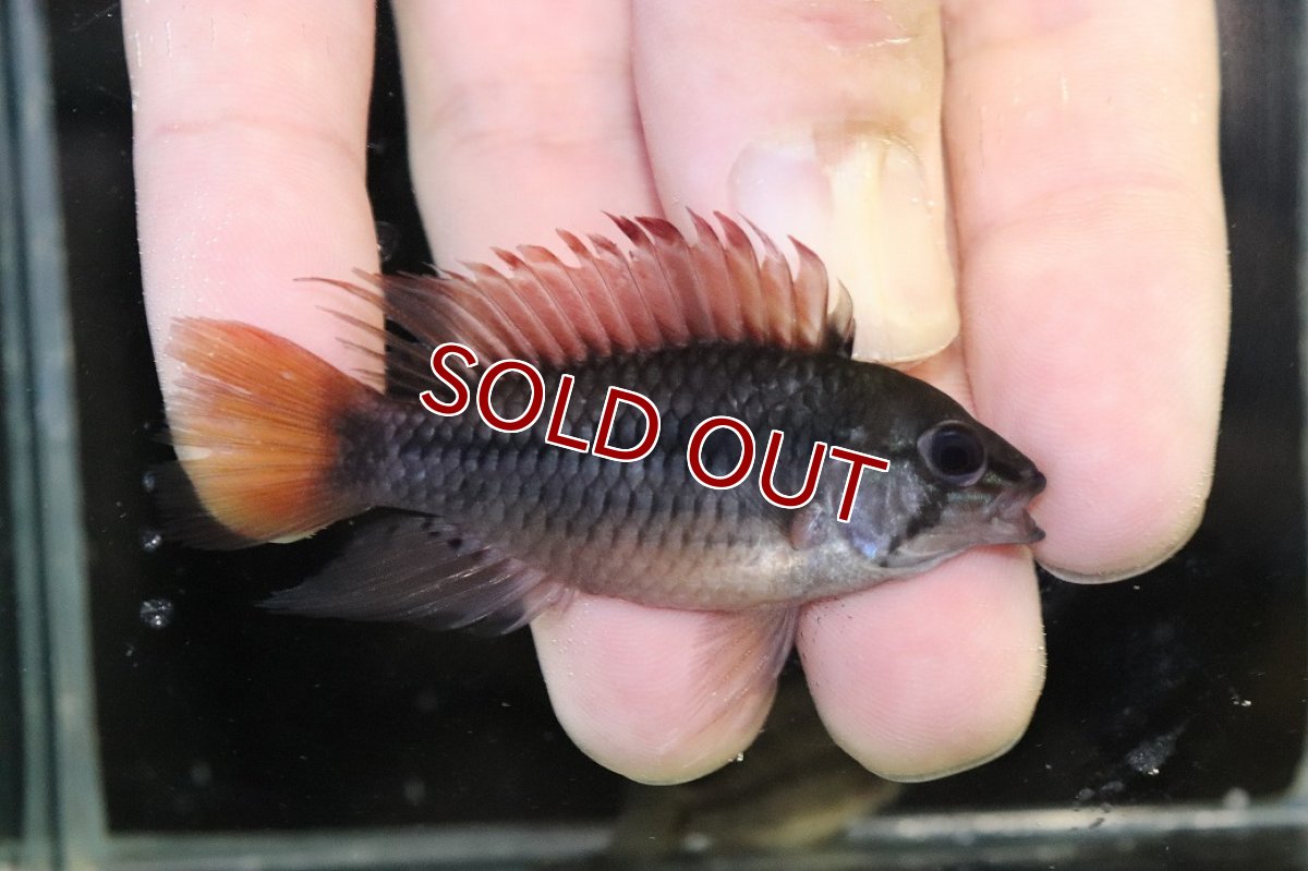画像1: 【淡水魚】【通販】No3 アピストグラマ ヴィエジタ リアル プエルトガイタン【１ペア 個体販売】(アピストグラマ)(生体)(熱帯魚)NKAP (1)