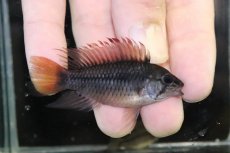 画像1: 【淡水魚】【通販】No3 アピストグラマ ヴィエジタ リアル プエルトガイタン【１ペア 個体販売】(アピストグラマ)(生体)(熱帯魚)NKAP (1)