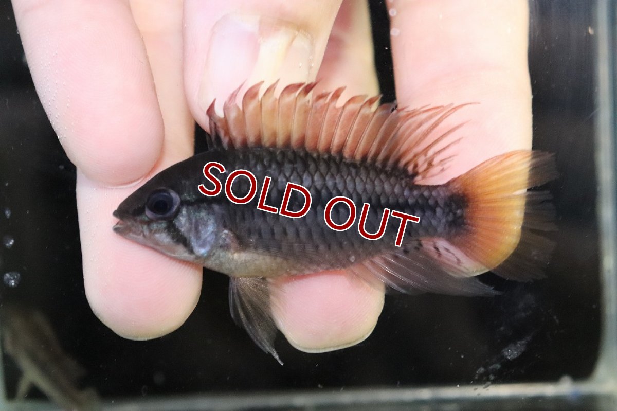 画像2: 【淡水魚】【通販】No3 アピストグラマ ヴィエジタ リアル プエルトガイタン【１ペア 個体販売】(アピストグラマ)(生体)(熱帯魚)NKAP (2)