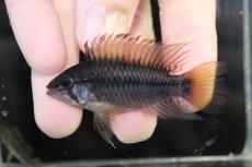 画像2: 【淡水魚】【通販】No3 アピストグラマ ヴィエジタ リアル プエルトガイタン【１ペア 個体販売】(アピストグラマ)(生体)(熱帯魚)NKAP (2)