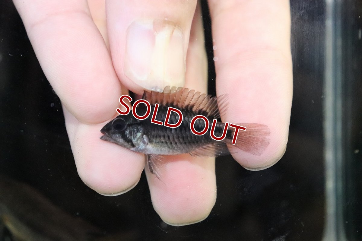 画像4: 【淡水魚】【通販】No3 アピストグラマ ヴィエジタ リアル プエルトガイタン【１ペア 個体販売】(アピストグラマ)(生体)(熱帯魚)NKAP (4)