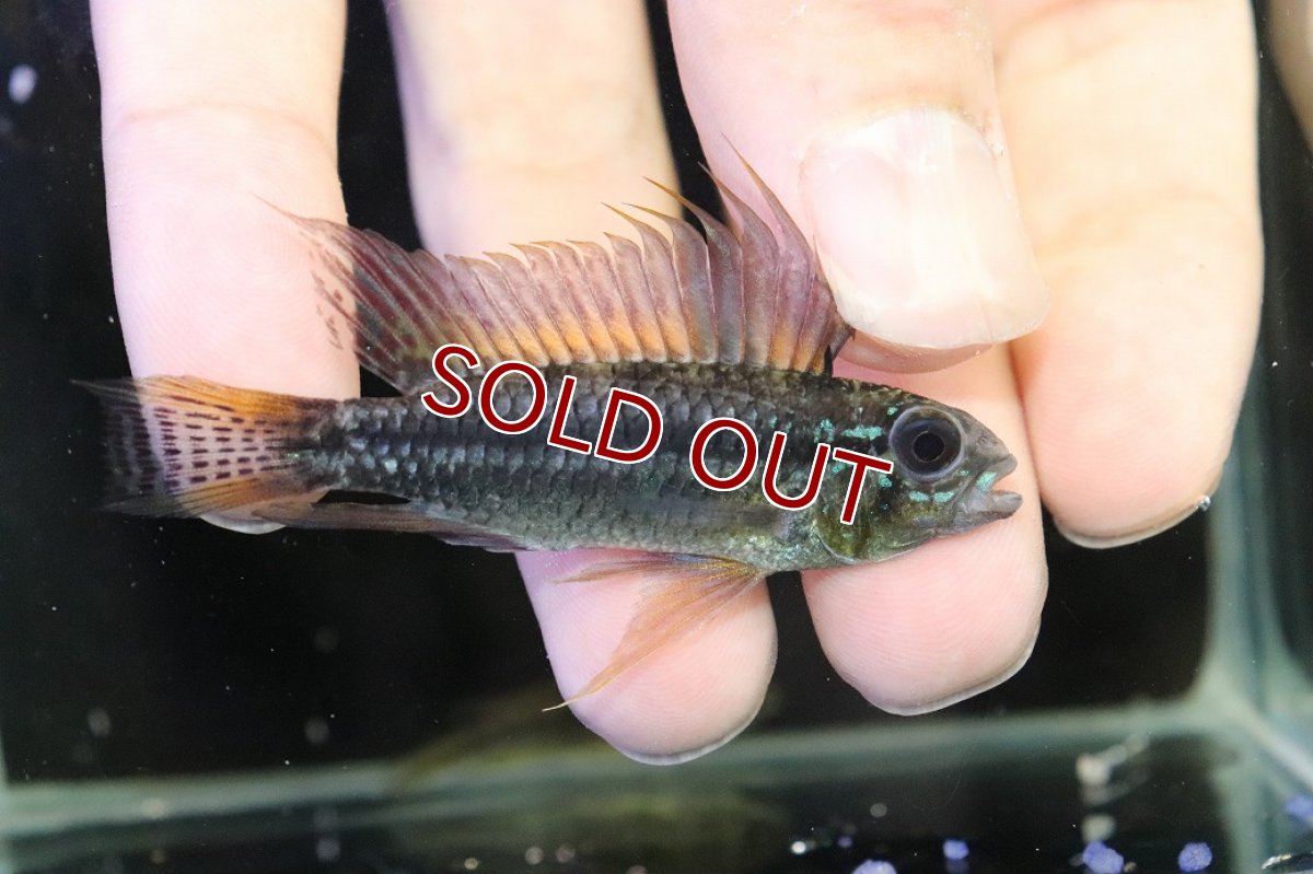 画像1: 【淡水魚】【通販】特価 No1 ツインバー アピストグラマ ビタエニアータ カレイロ産【１ペア 個体販売】アピストグラマ(生体)(熱帯魚)NKAP (1)
