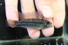 画像1: 【淡水魚】【通販】特価 No1 ツインバー アピストグラマ ビタエニアータ カレイロ産【１ペア 個体販売】アピストグラマ(生体)(熱帯魚)NKAP (1)