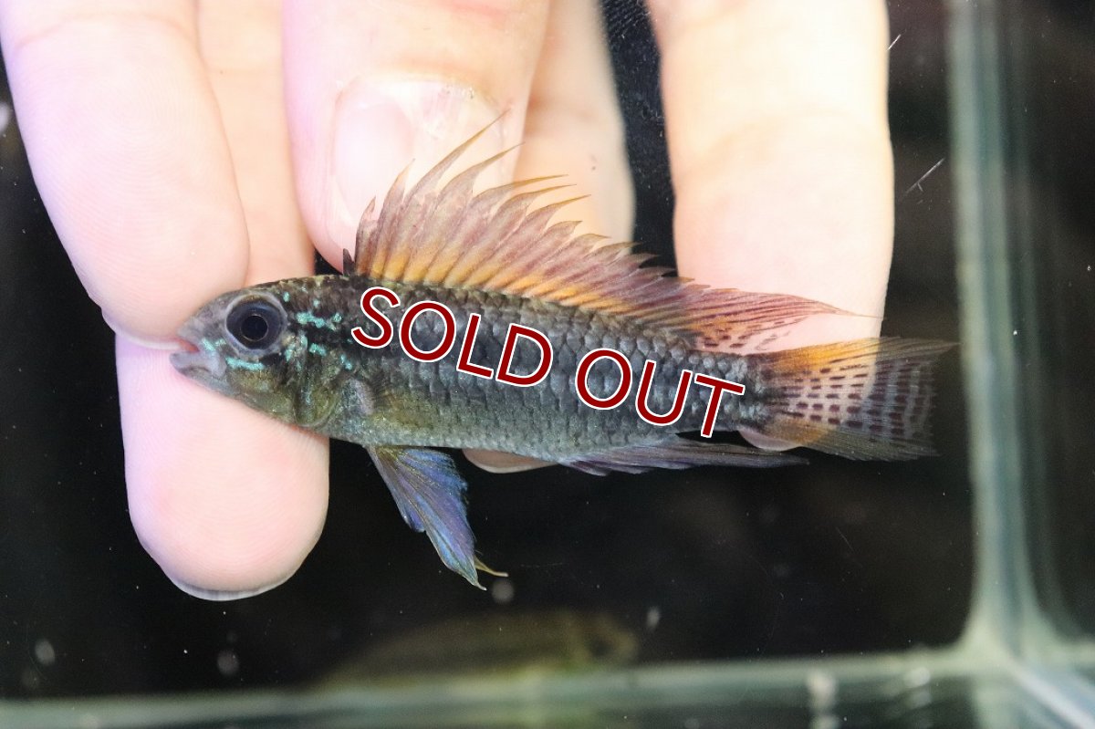 画像2: 【淡水魚】【通販】特価 No1 ツインバー アピストグラマ ビタエニアータ カレイロ産【１ペア 個体販売】アピストグラマ(生体)(熱帯魚)NKAP (2)