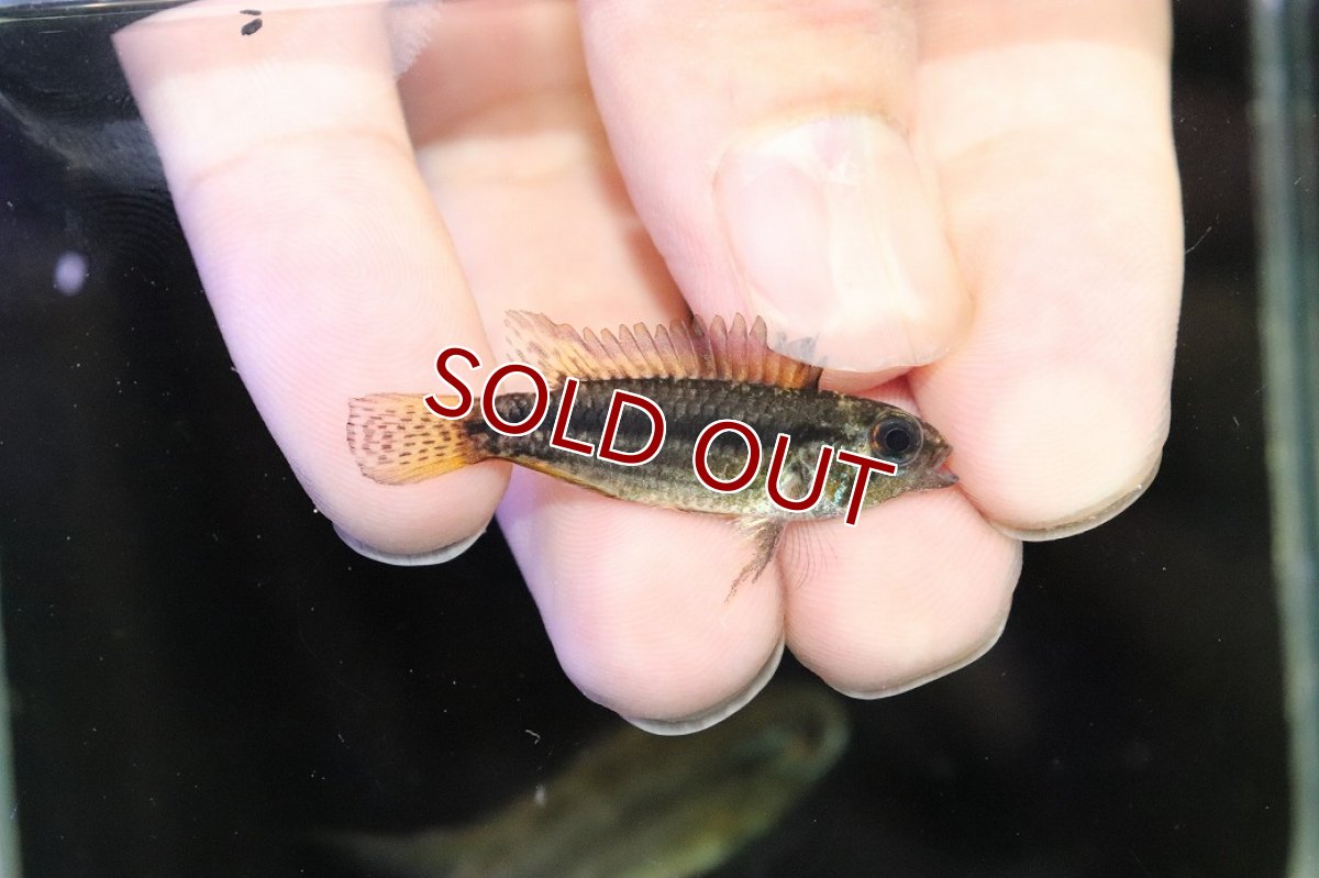 画像3: 【淡水魚】【通販】特価 No1 ツインバー アピストグラマ ビタエニアータ カレイロ産【１ペア 個体販売】アピストグラマ(生体)(熱帯魚)NKAP (3)