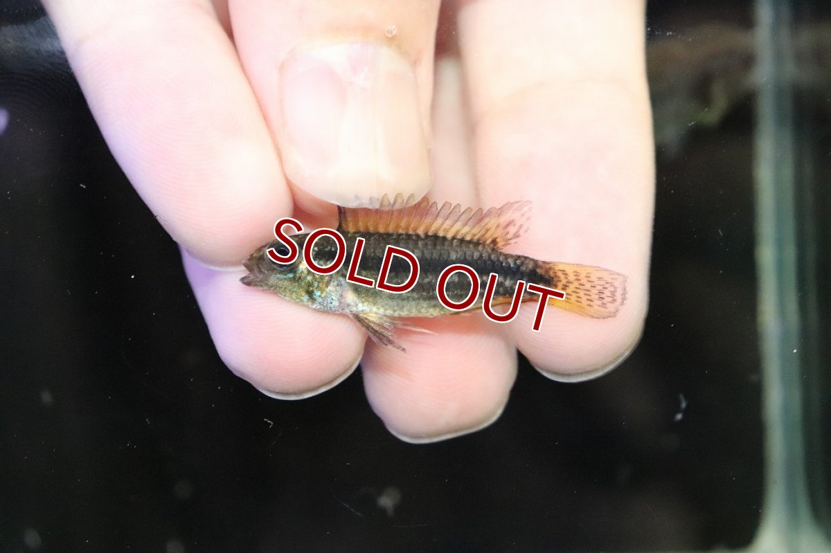 画像4: 【淡水魚】【通販】特価 No1 ツインバー アピストグラマ ビタエニアータ カレイロ産【１ペア 個体販売】アピストグラマ(生体)(熱帯魚)NKAP (4)