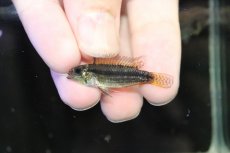 画像4: 【淡水魚】【通販】特価 No1 ツインバー アピストグラマ ビタエニアータ カレイロ産【１ペア 個体販売】アピストグラマ(生体)(熱帯魚)NKAP (4)