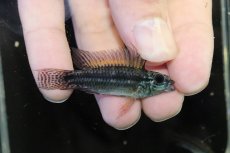 画像1: 【淡水魚】【通販】特価 No2 アピストグラマ ビタエニアータ カレイロ産【１ペア 個体販売】(アピストグラマ)(生体)(熱帯魚)NKAP (1)