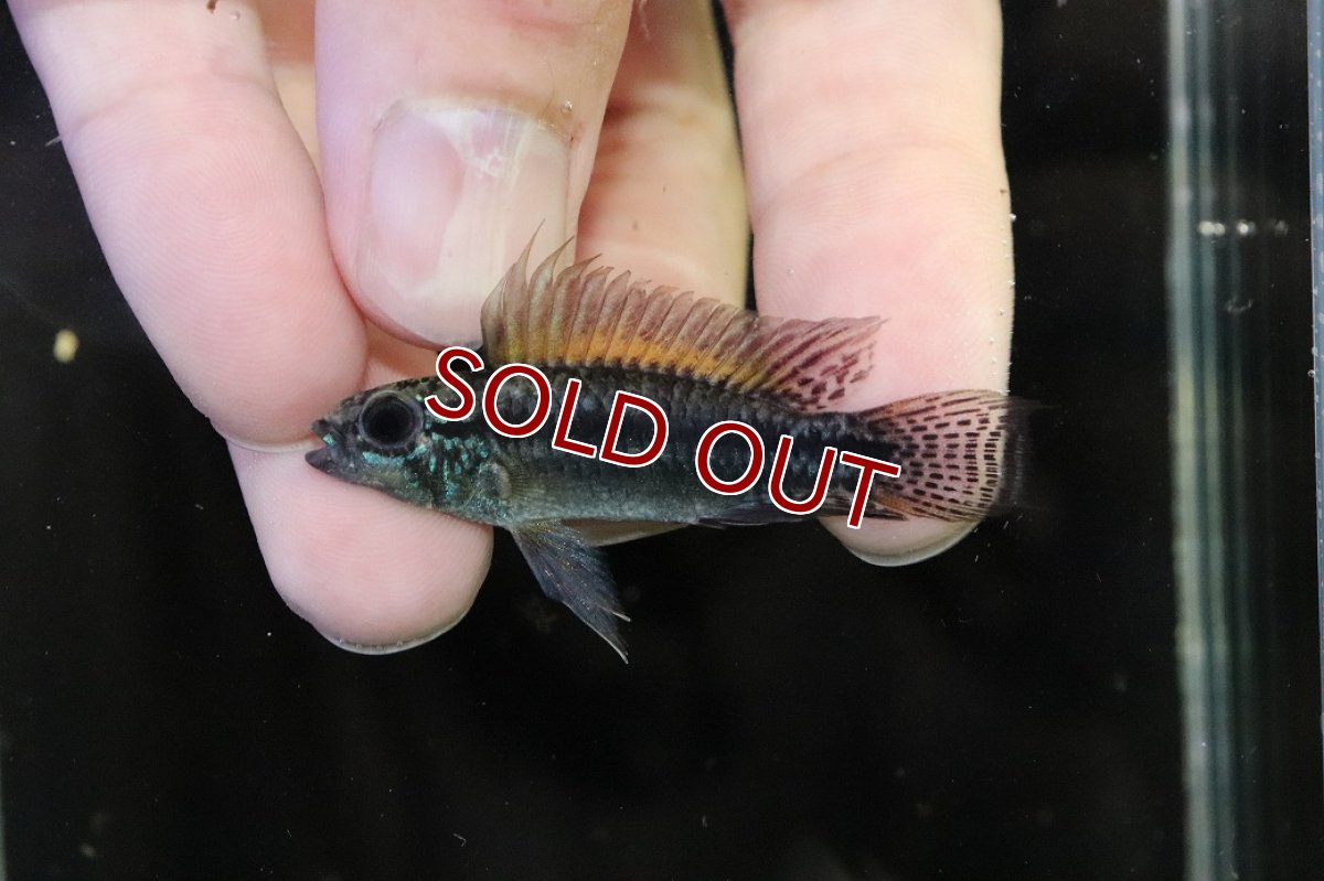 画像2: 【淡水魚】【通販】特価 No2 アピストグラマ ビタエニアータ カレイロ産【１ペア 個体販売】(アピストグラマ)(生体)(熱帯魚)NKAP (2)