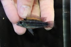 画像2: 【淡水魚】【通販】特価 No2 アピストグラマ ビタエニアータ カレイロ産【１ペア 個体販売】(アピストグラマ)(生体)(熱帯魚)NKAP (2)