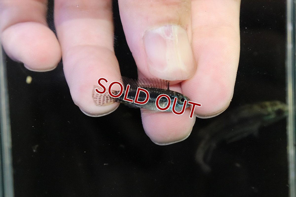 画像3: 【淡水魚】【通販】特価 No2 アピストグラマ ビタエニアータ カレイロ産【１ペア 個体販売】(アピストグラマ)(生体)(熱帯魚)NKAP (3)