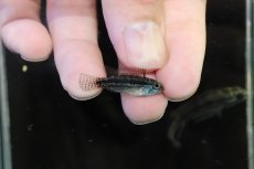 画像3: 【淡水魚】【通販】特価 No2 アピストグラマ ビタエニアータ カレイロ産【１ペア 個体販売】(アピストグラマ)(生体)(熱帯魚)NKAP (3)