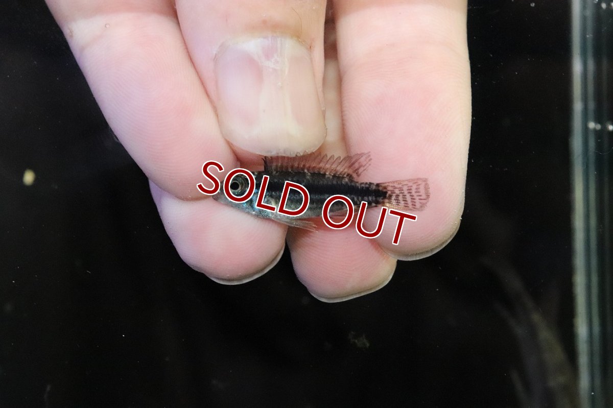 画像4: 【淡水魚】【通販】特価 No2 アピストグラマ ビタエニアータ カレイロ産【１ペア 個体販売】(アピストグラマ)(生体)(熱帯魚)NKAP (4)