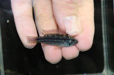 画像1: 【淡水魚】【通販】特価 No3 アピストグラマ ビタエニアータ カレイロ産【１ペア 個体販売】(アピストグラマ)(生体)(熱帯魚)NKAP (1)