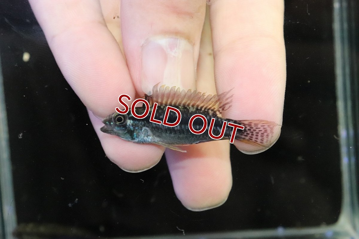 画像2: 【淡水魚】【通販】特価 No3 アピストグラマ ビタエニアータ カレイロ産【１ペア 個体販売】(アピストグラマ)(生体)(熱帯魚)NKAP (2)