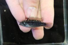 画像2: 【淡水魚】【通販】特価 No3 アピストグラマ ビタエニアータ カレイロ産【１ペア 個体販売】(アピストグラマ)(生体)(熱帯魚)NKAP (2)