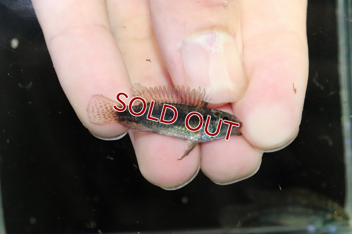 画像3: 【淡水魚】【通販】特価 No3 アピストグラマ ビタエニアータ カレイロ産【１ペア 個体販売】(アピストグラマ)(生体)(熱帯魚)NKAP (3)