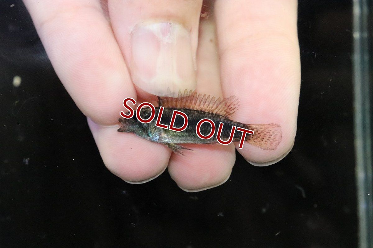 画像4: 【淡水魚】【通販】特価 No3 アピストグラマ ビタエニアータ カレイロ産【１ペア 個体販売】(アピストグラマ)(生体)(熱帯魚)NKAP (4)