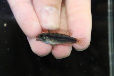 画像4: 【淡水魚】【通販】特価 No3 アピストグラマ ビタエニアータ カレイロ産【１ペア 個体販売】(アピストグラマ)(生体)(熱帯魚)NKAP (4)