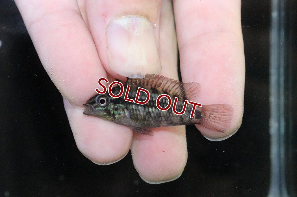 画像2: 【淡水魚】【通販】No1 アピストグラマ グランデリーギガス【１ペア 個体販売】(アピストグラマ)(生体)(熱帯魚)NKAP (2)