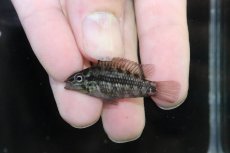 画像2: 【淡水魚】【通販】No1 アピストグラマ グランデリーギガス【１ペア 個体販売】(アピストグラマ)(生体)(熱帯魚)NKAP (2)