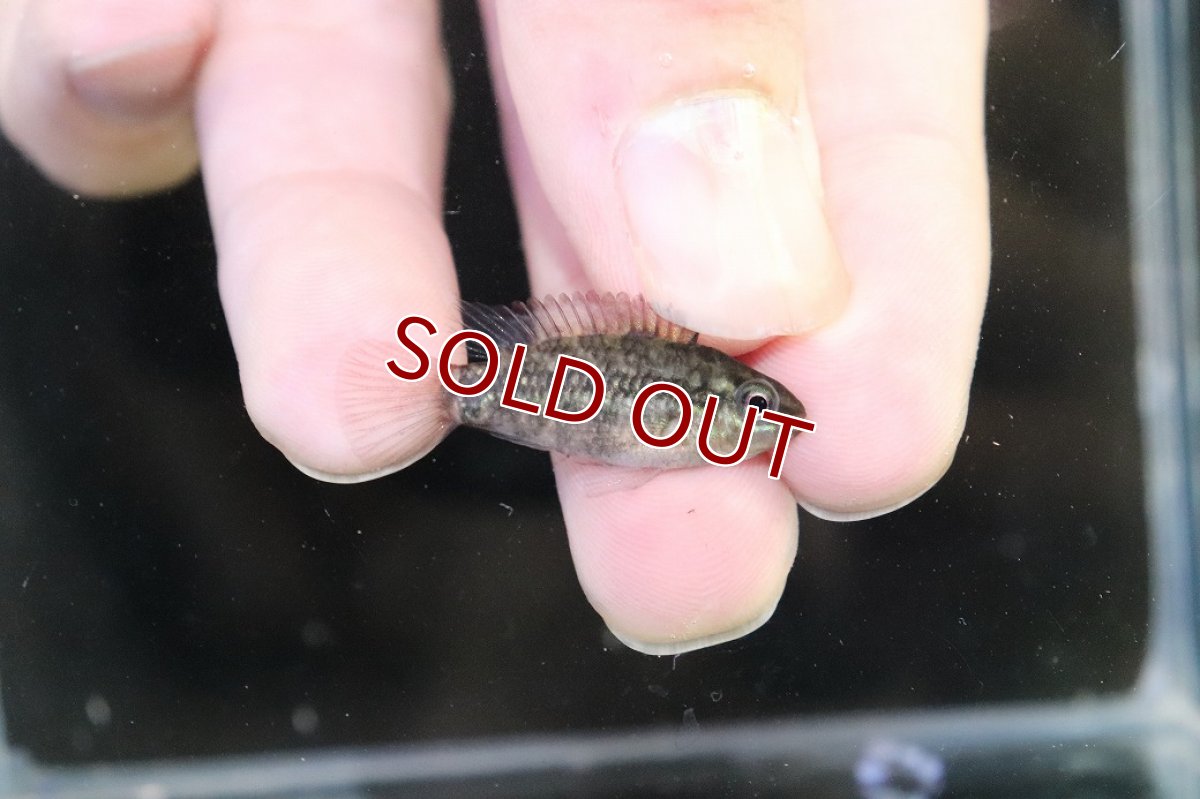 画像3: 【淡水魚】【通販】No1 アピストグラマ グランデリーギガス【１ペア 個体販売】(アピストグラマ)(生体)(熱帯魚)NKAP (3)