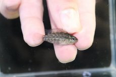 画像3: 【淡水魚】【通販】No1 アピストグラマ グランデリーギガス【１ペア 個体販売】(アピストグラマ)(生体)(熱帯魚)NKAP (3)