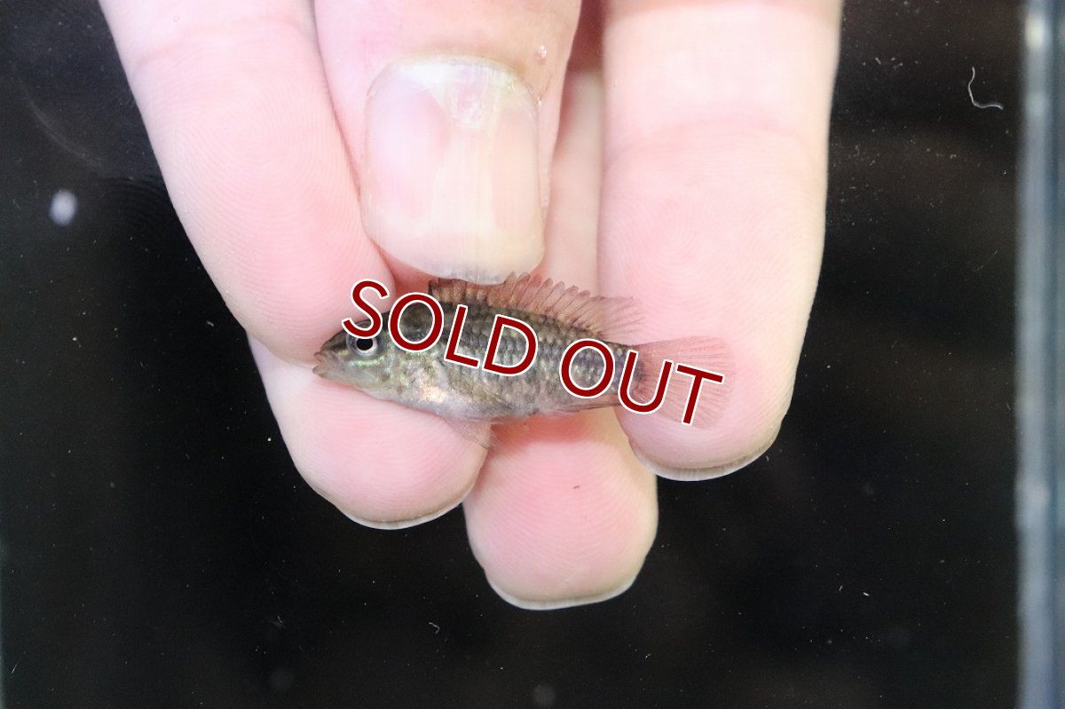 画像4: 【淡水魚】【通販】No1 アピストグラマ グランデリーギガス【１ペア 個体販売】(アピストグラマ)(生体)(熱帯魚)NKAP (4)