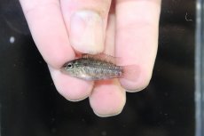 画像4: 【淡水魚】【通販】No1 アピストグラマ グランデリーギガス【１ペア 個体販売】(アピストグラマ)(生体)(熱帯魚)NKAP (4)