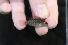 画像1: 【淡水魚】【通販】No2 アピストグラマ グランデリーギガス【１ペア 個体販売】(アピストグラマ)(生体)(熱帯魚)NKAP (1)